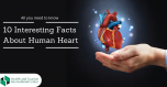 Some interesting facts about the heart