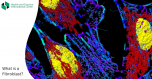 Fibroblast