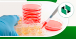 Why does blood appear in the urine?
