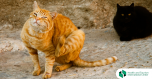 How to avoid cat scratch disease?
