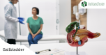 What is the function of the gallbladder?