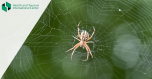 Spider bites - when should you seek medical attention?