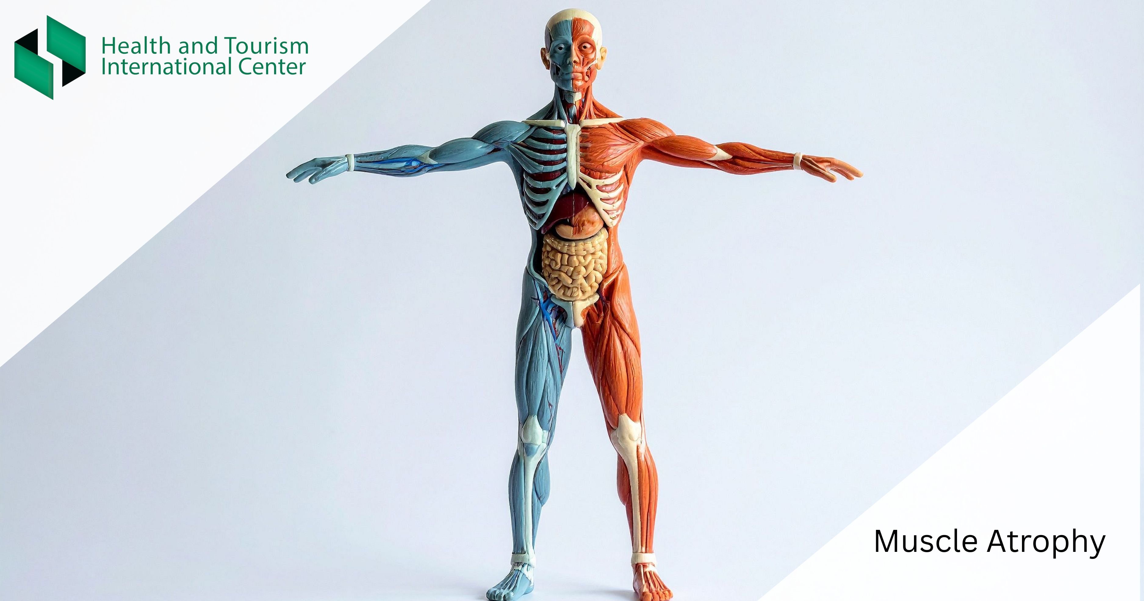 Muscle Atrophy - Why Does Muscle Lose Mass?