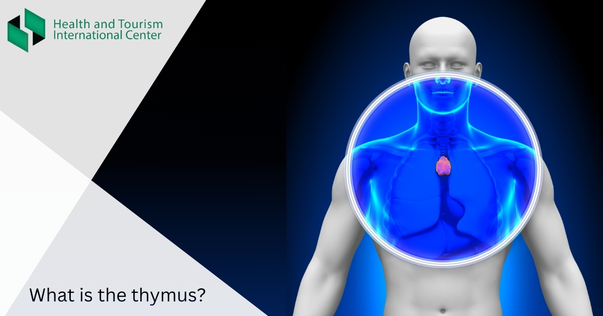 თიმუსი - პაწაწინა ჯირკვალი, რომელიც იმუნურ სისტემას ინფექციასთან ბრძოლაში ეხმარება